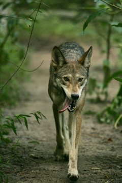 Red Wolf in North Carolina.JPG